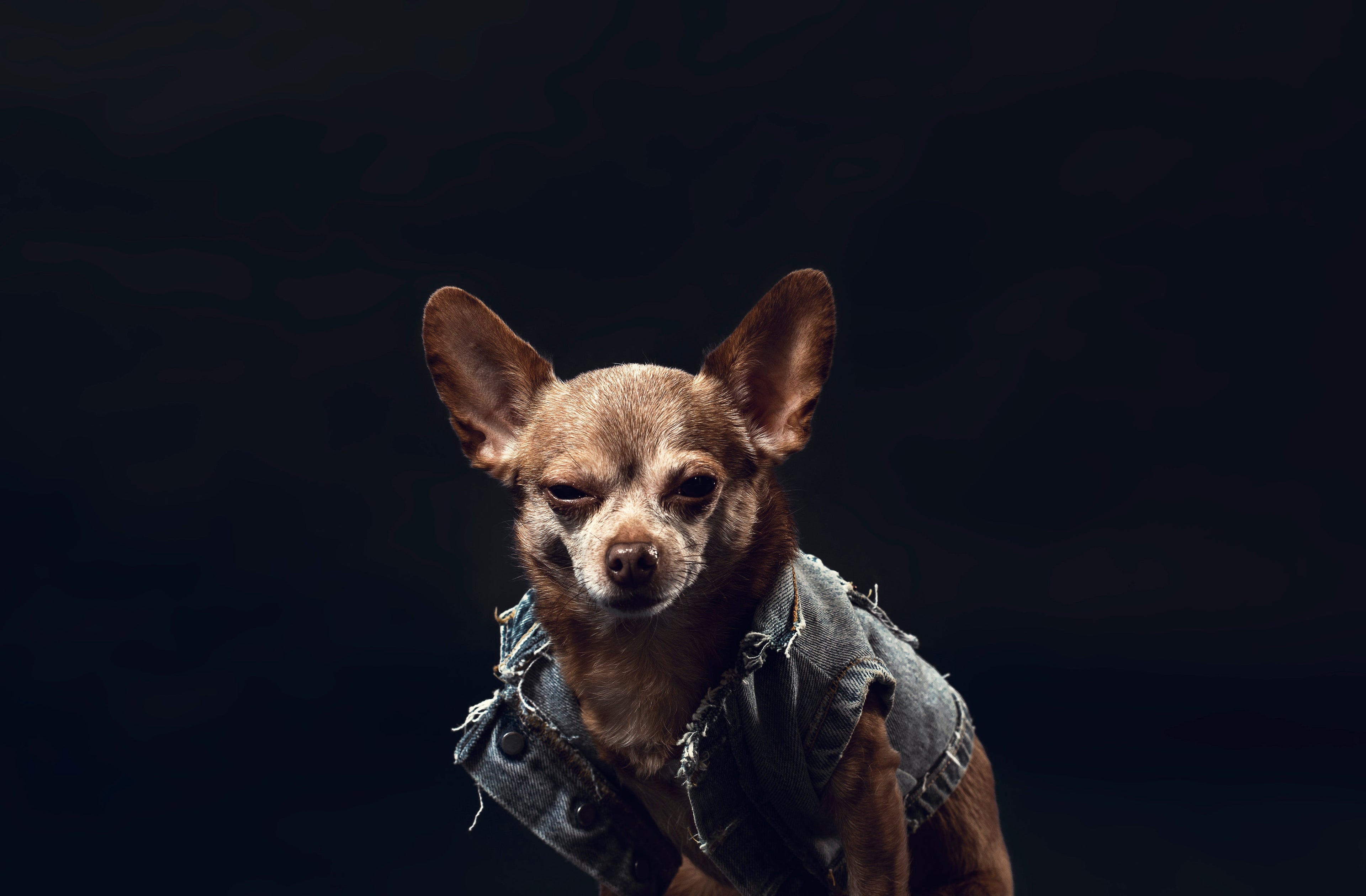 Perros