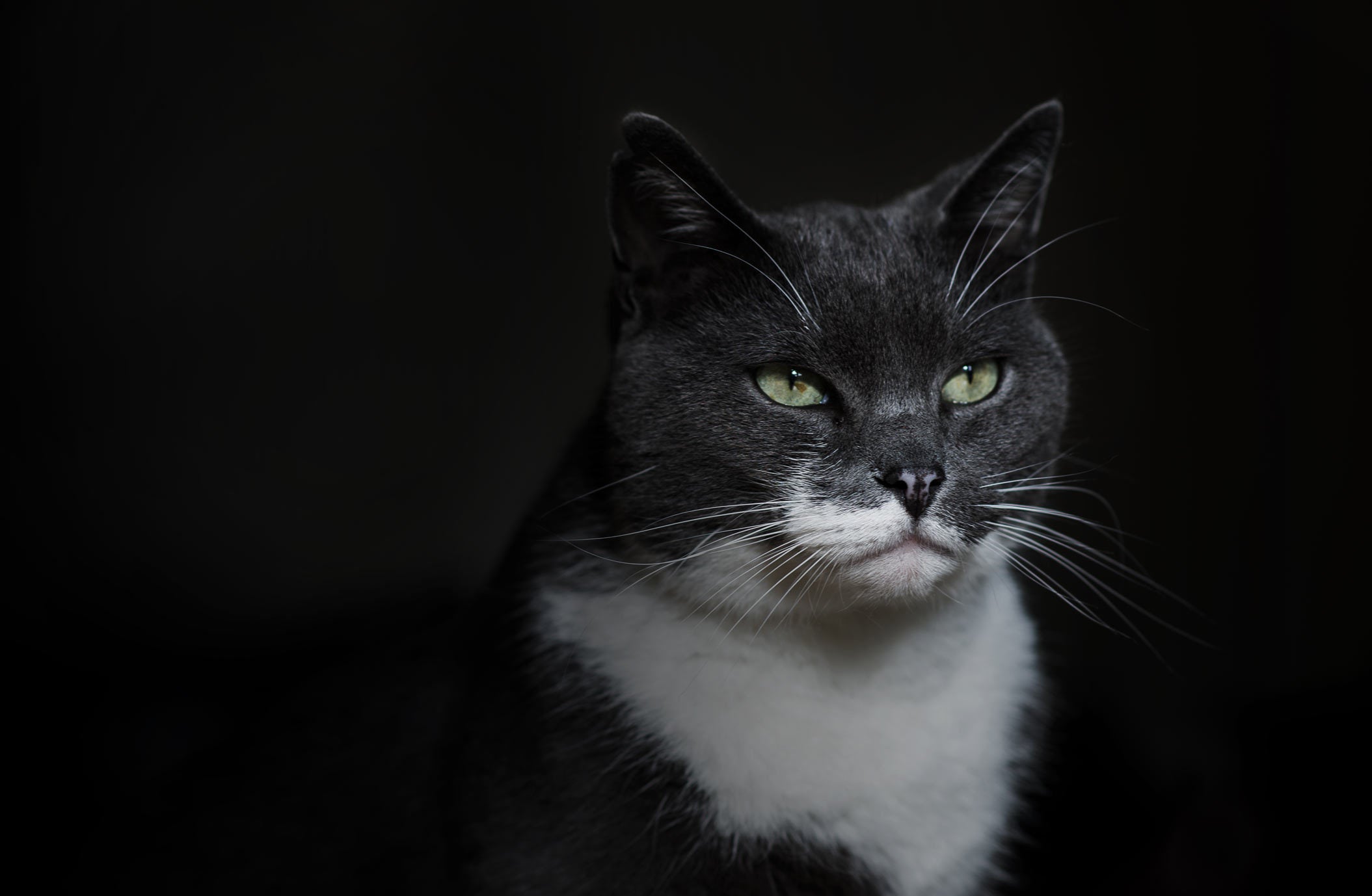 Gatos