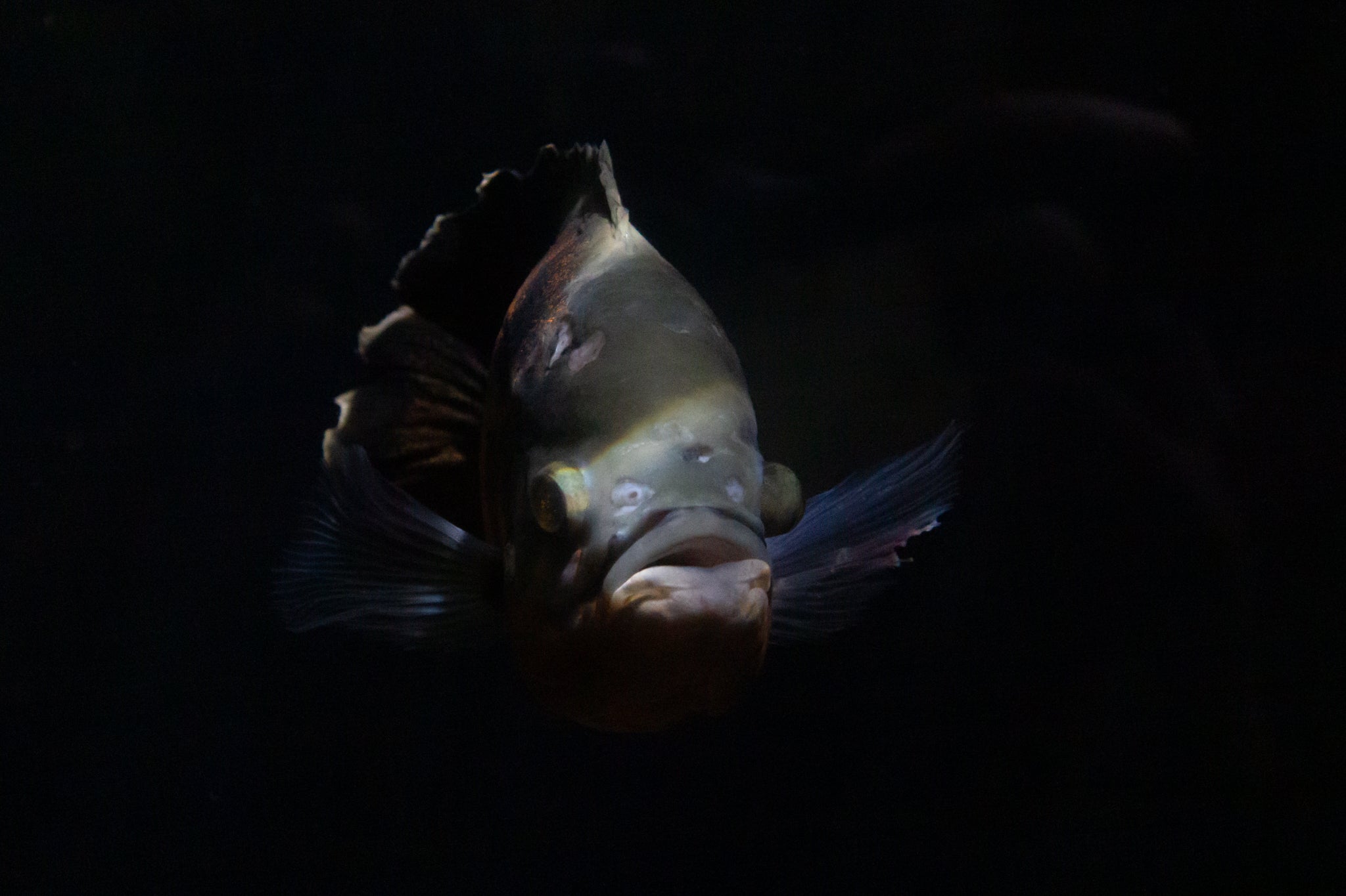 Acuarios